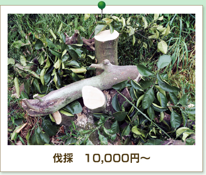 伐採 10,000円〜