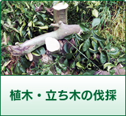 植木・立ち木の伐採